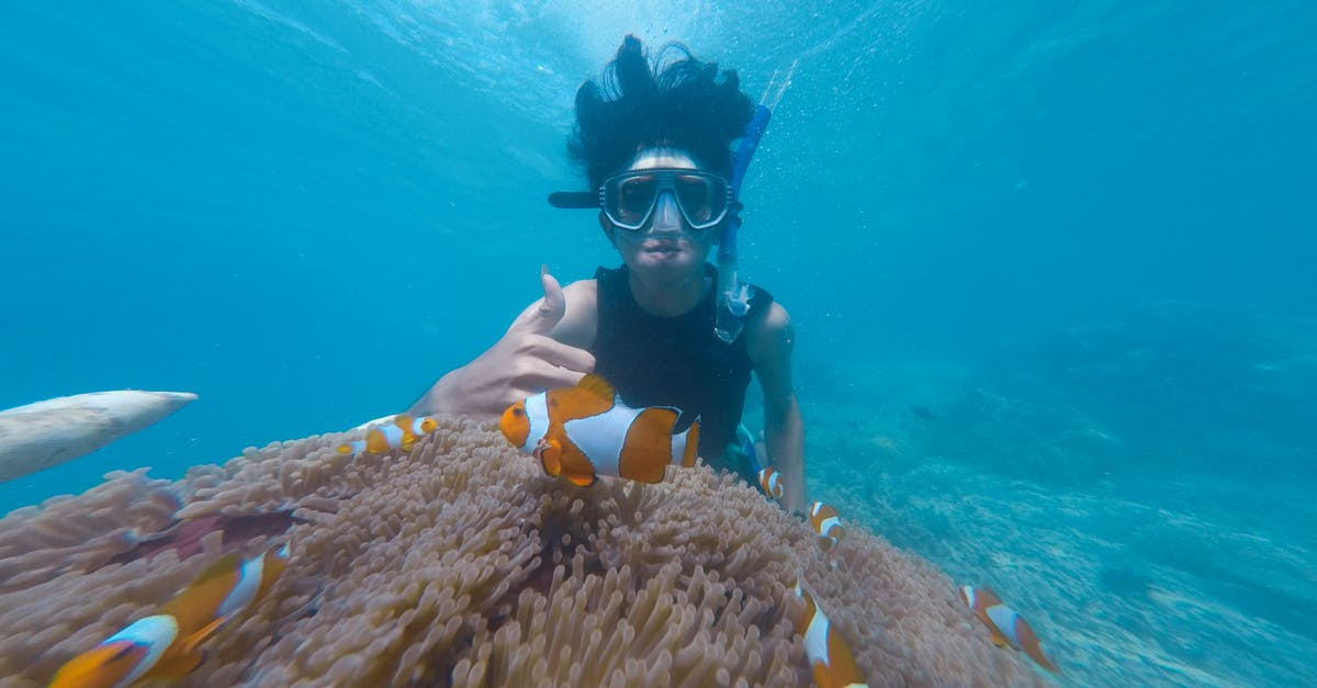 Portugal - snorkeling and fishing - Photo of Person Swimming Near School of Clown Fish