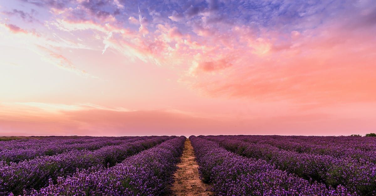 Provence: Lavender Fields July 10 - 12? - Photo Lavender Flower Field Under Pink Sky