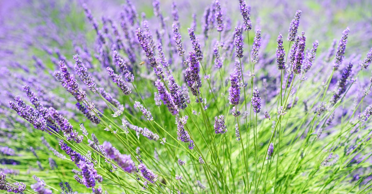 Provence: Lavender Fields July 10 - 12? - Close-up Photo of Lavender Growing on Field