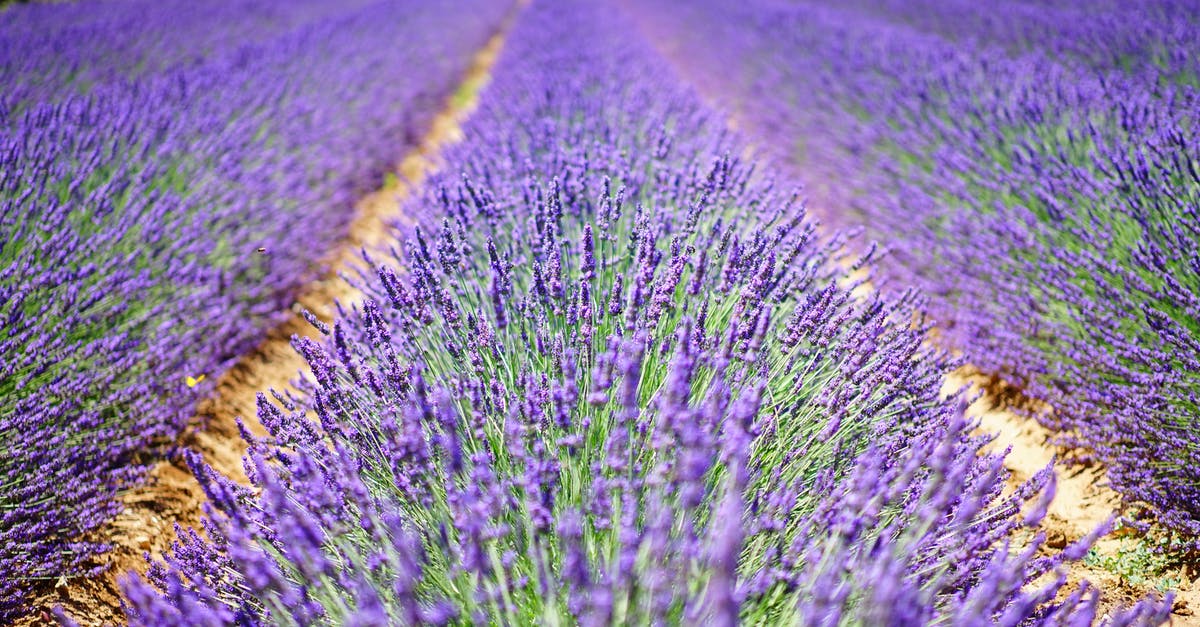 Provence: Lavender Fields July 10 - 12? - Macro Shot Photography of Purple Plants Under Sunny Sky during Daytime