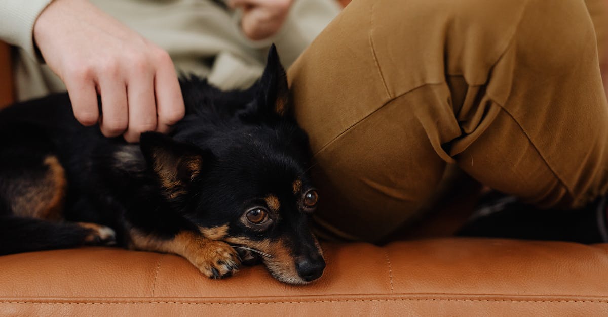 Purchasing ticket for my dog [closed] - Black and Brown Short Coated Small Dog on Brown Leather Couch