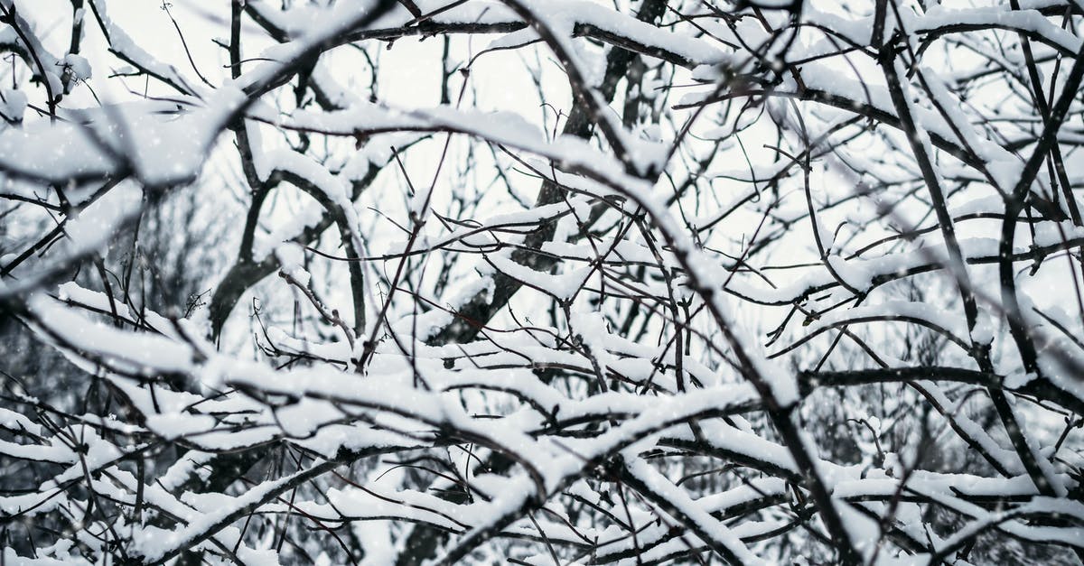 Qatar's "travel with confidence" and travel in January - Tree Branches Covered With Snow