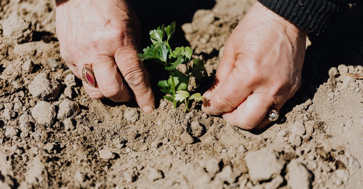 Quer-durchs-Land-Ticket valid from/to Venlo - From above of crop faceless female gardener planting seedling during work in countryside