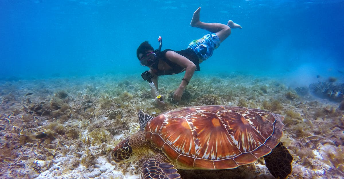 Recommendations for snorkelling on the Great Barrier Reef - Brown Tortoise in Body of Water Beside Man
