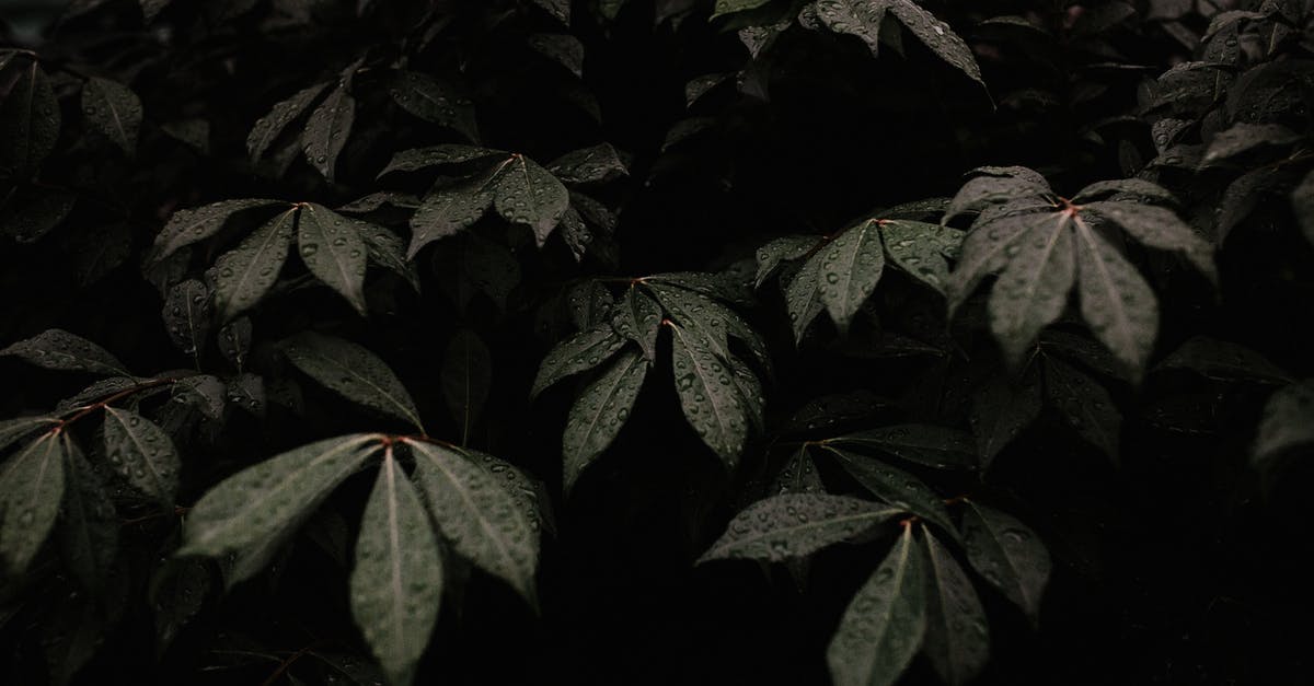 Re-entering Singapore after a six-day visit stamp [closed] - Close-Up Photo Of Green Leaves