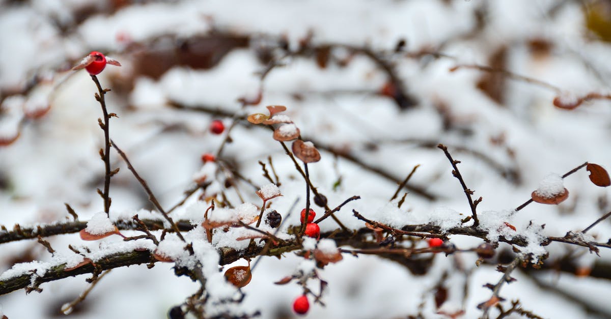 Regarding AirAsia branches - Dried Berries on a Branch Covered with Snow 