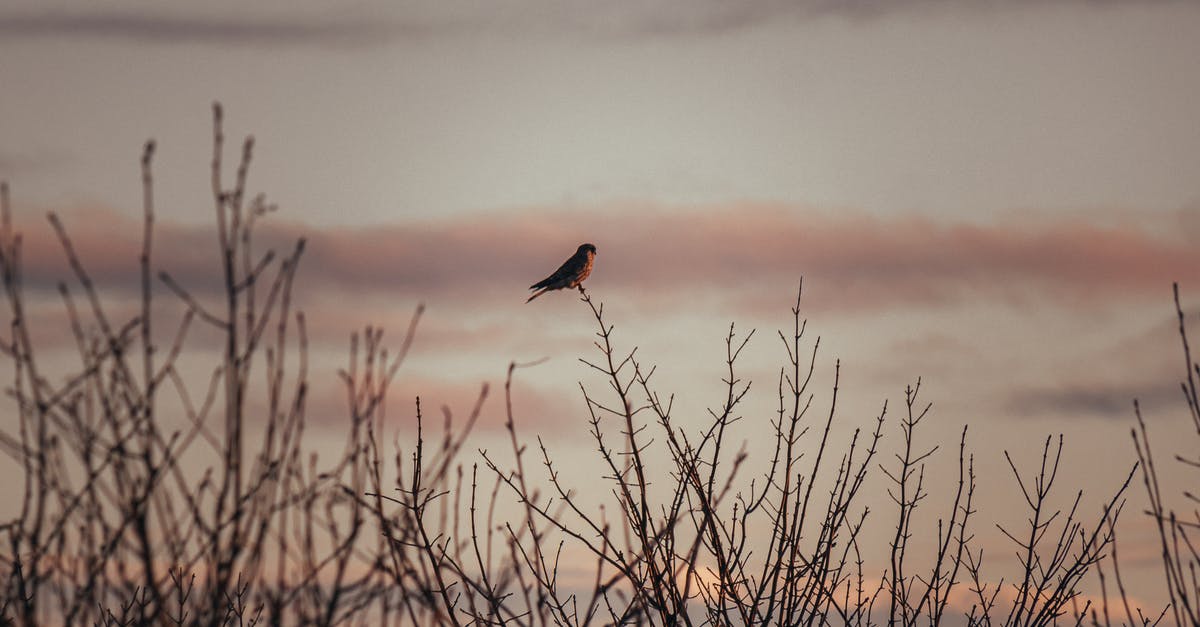 Regarding AirAsia branches - Brown Bird Flying over Brown Grass