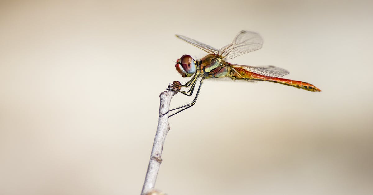 Regarding reapplying for the Schengen visa in Estonia [closed] - Dragonfly Perched On Brown Stem In Close Up Photography