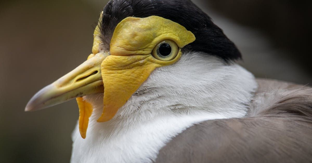 Reinstating expired MileagePlus miles - The Masked Lapwing Bird