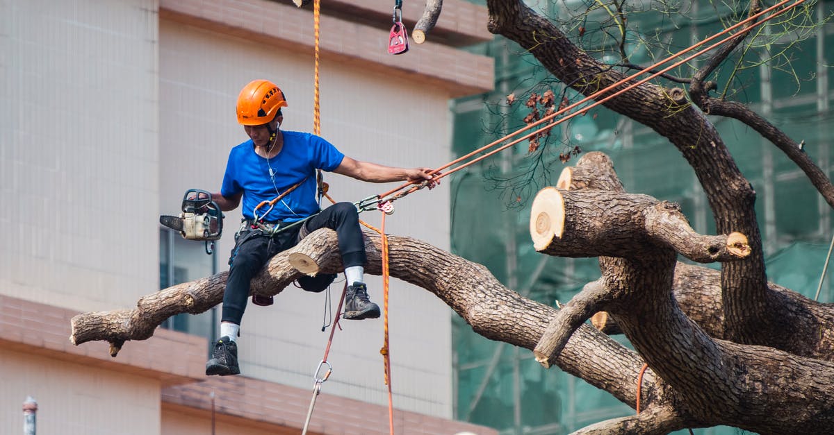 Remaining Employed in Hong Kong While in Australia on a 417 Working Holiday Visa - Man in Blue Shirt Siting on Tree Branch Wearing Safety Harness Holding Ropes on Left Hand and Chainsaw in Right Hand