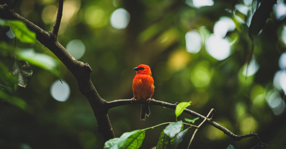 Requirements for entering Switzerland [closed] - Close-Up Photography of an Orange Bird