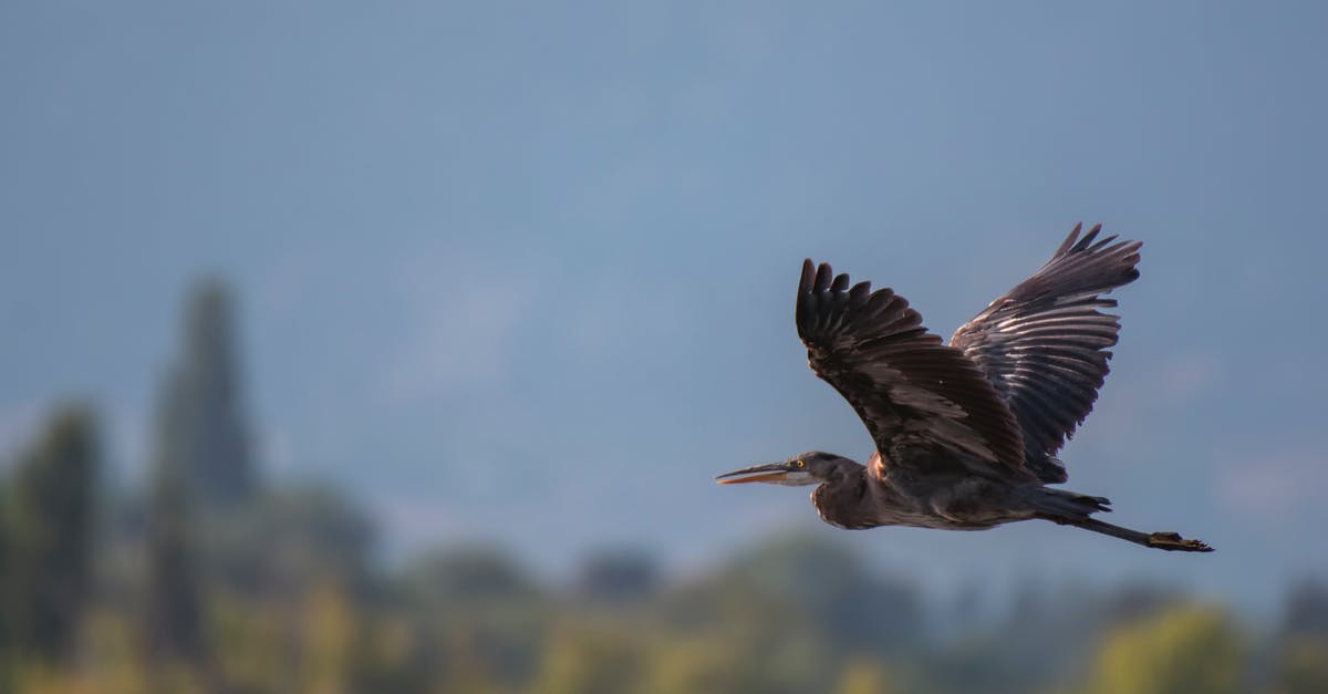 Reschduling Flight UK to Pak without paying penality [closed] - Close-Up Shot of a Great Blue Heron Flying