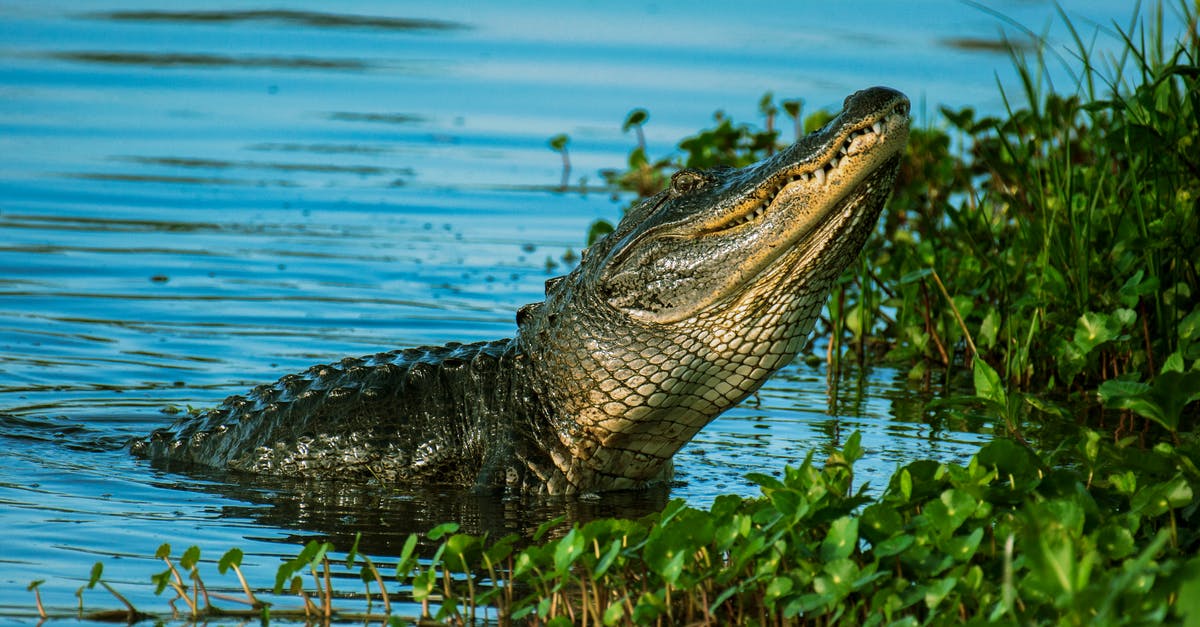 Reservation for Campgrounds in the Everglades in May - Alligator Near Water Plant On Body Of Water