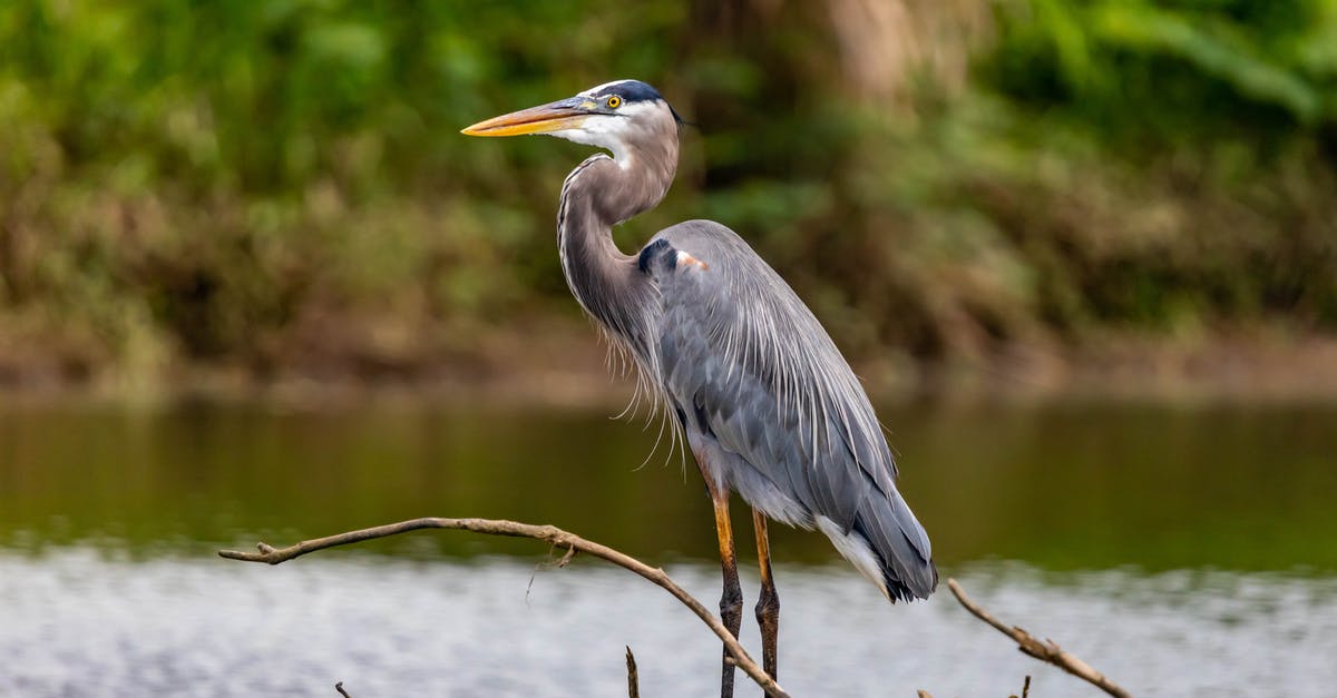 Reservation for Campgrounds in the Everglades in May - Grey Feather Bird on Brown Wooden Stick