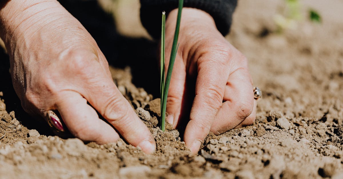 Responsibility for visa checking - Ground level of unrecognizable female gardener planting green sprout in soil while working on plantation