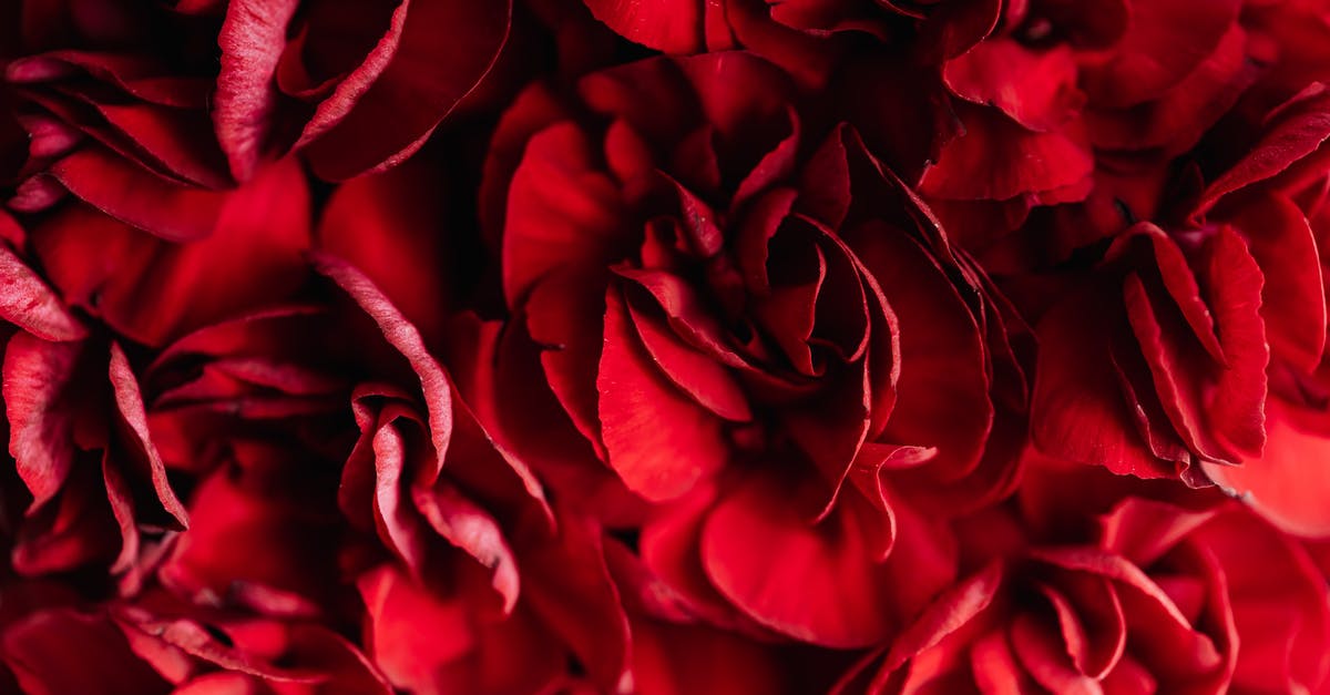 Restroom facilities near Saint Chad's Well (Sacred Spring in England) - Closeup of vivid scarlet blossoms