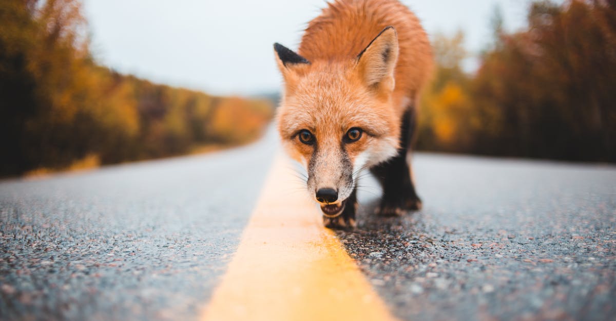 right-of-way - merging vs. oncoming traffic in Pennsylvania - Ground level of curious dangerous wild red fox walking on wet road near woods