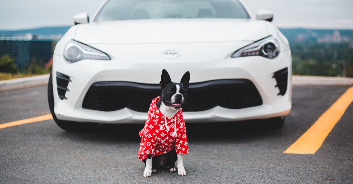 road trip with my dog [duplicate] - Cute dog in clothes near modern sport car on road