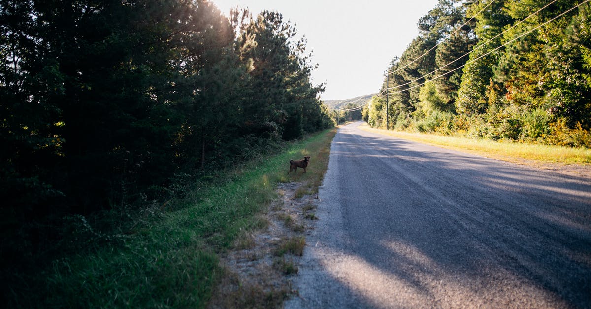 road trip with my dog [duplicate] - Side view of distant dog standing near empty asphalt road surrounded by lush green trees growing in forest on sunny day