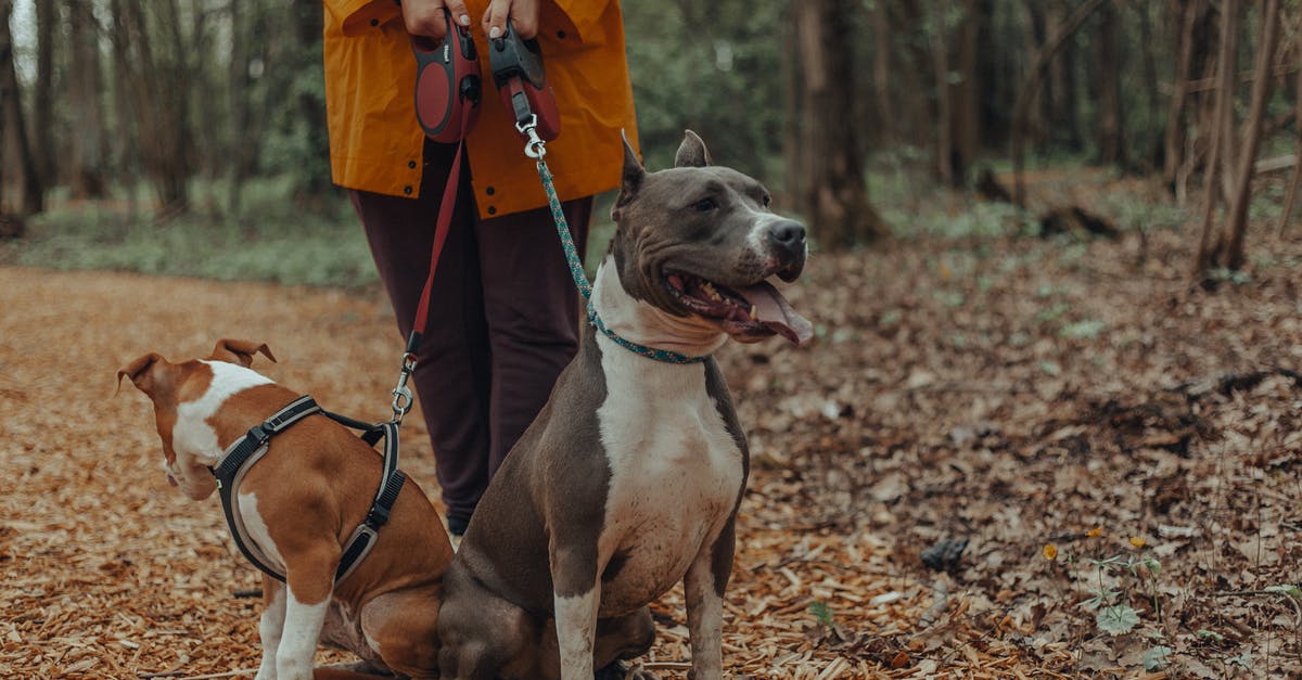 road trip with my dog [duplicate] - Crop owner with dogs in park