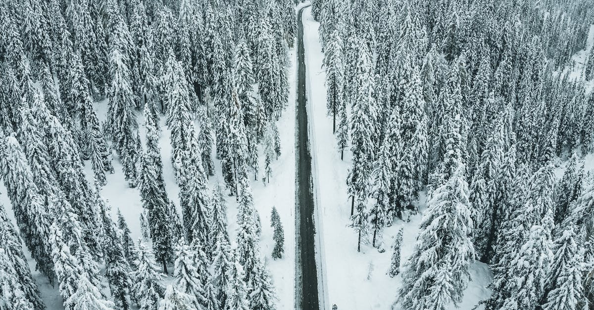 Roads in Switzerland in December [closed] - Snow Covered Pine Trees