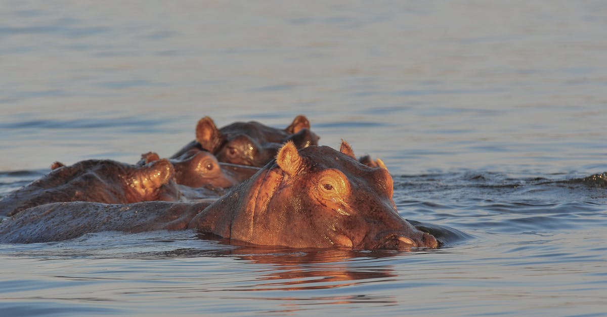 Rules for wild swimming in France - Hippopotamus