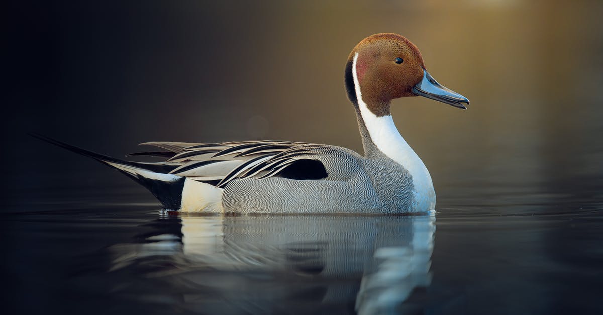 Rules for wild swimming in France - White and Black Duck on Water