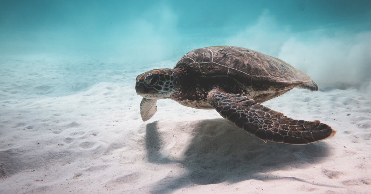 Rules for wild swimming in France - Turtle swimming underwater near bottom of sea