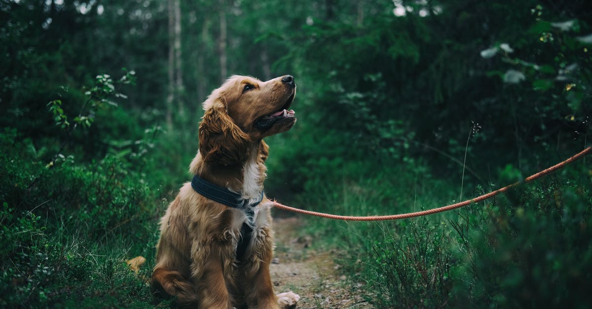 Russian transit Visa In Sweden - English Cocker Spaniel Puppy Sitting On Ground Beside Grass 