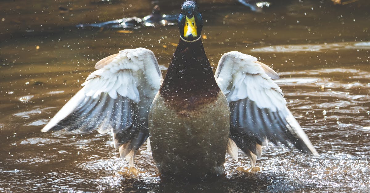 RyanAir Flight Pooling My Own Baggage? - Photo of Brown and Grey Duck on Body of Water