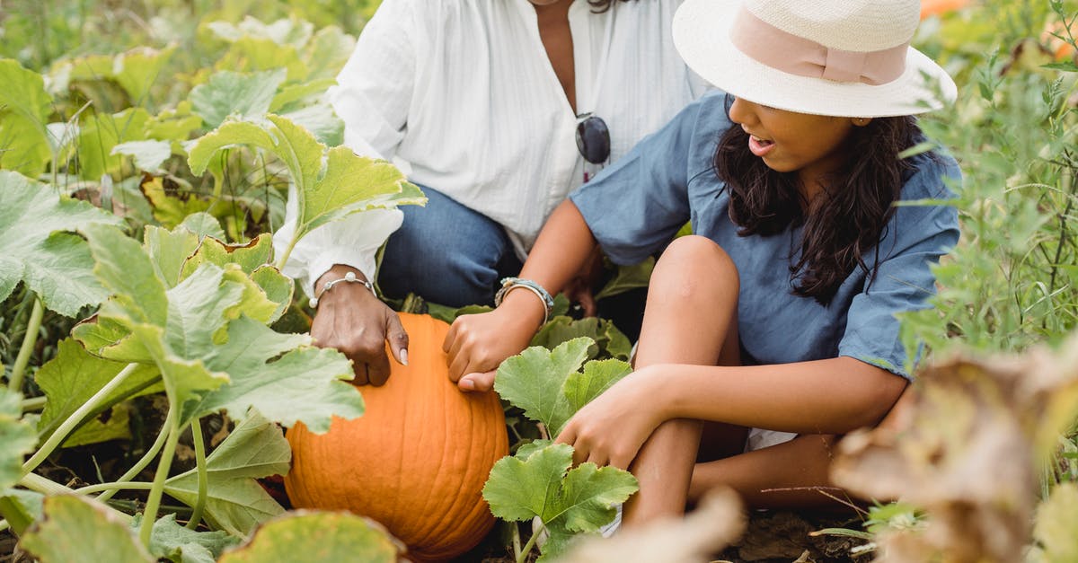 Safely disposing of agricultural contraband - Woman in White Hat and Blue Shirt Sitting on Ground Beside Orange Pumpkin