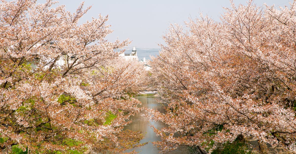 Saitama, Japan - Where's this purple beck with cherry blossoms? - Scenery view of water channel between cherry blossom trees growing in park of Japan