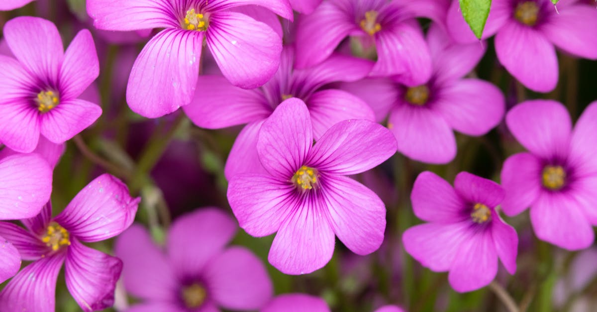 Saitama, Japan - Where's this purple beck with cherry blossoms? - Pink Flowers in Tilt Shift Lens