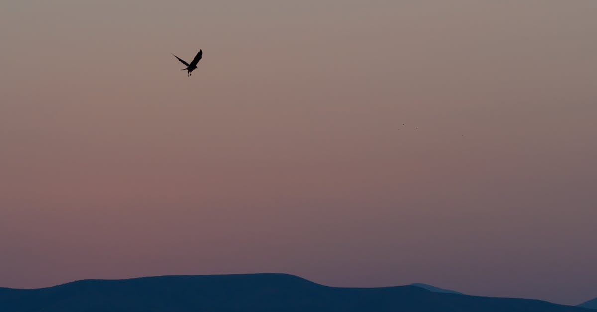 San Francisco: Getting from Union Square to Hawk hill - Bird flying over mountains at sunset