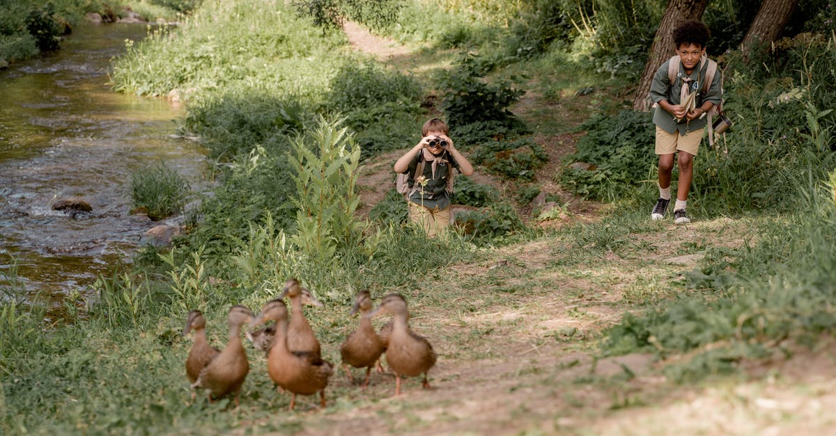 Schengen eligibility following a removal and visa cancellation - Boy Scouts Following Wild Ducks