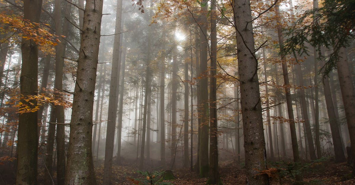 Schengen visa and leave entry [duplicate] - Trees Surrounded by Fogs