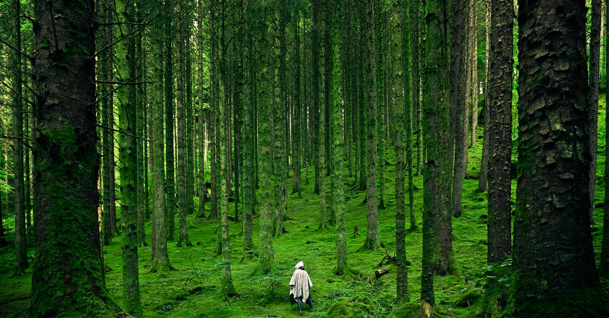 Schengen visa computation for 7-day duration - Person Walking Between Green Forest Trees