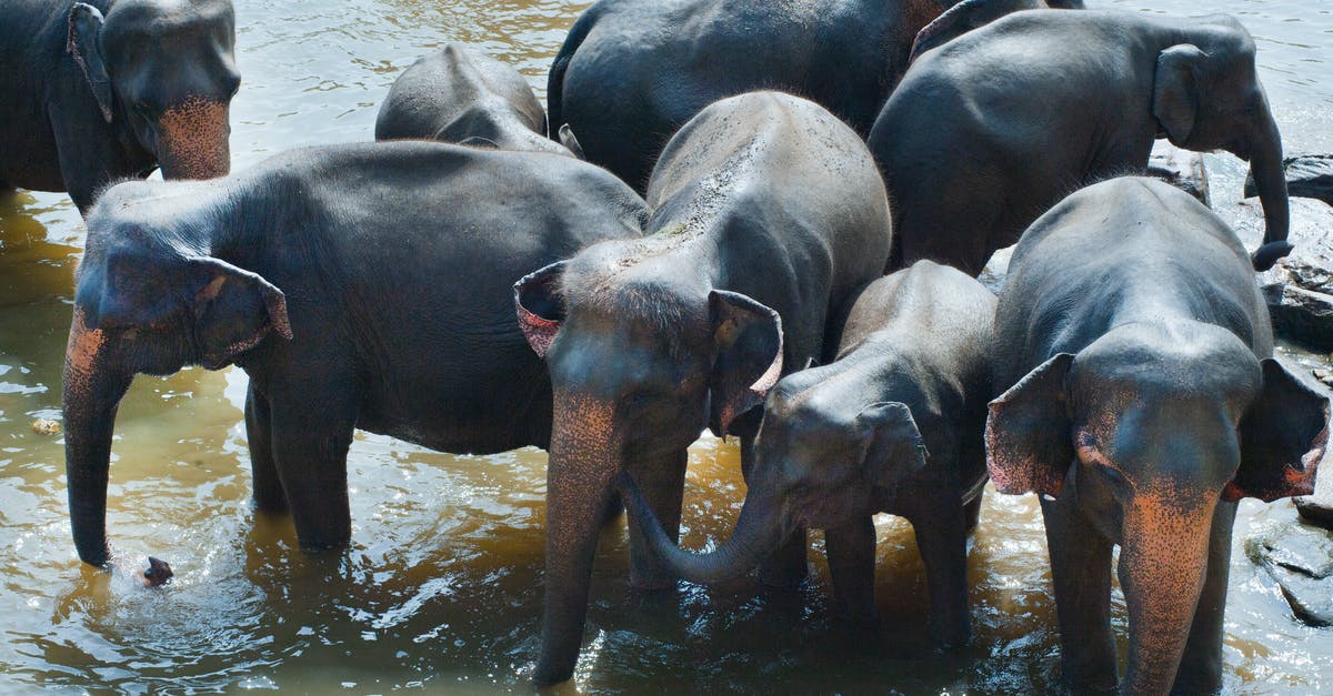 Schengen Visa for Family members of EU/EEA nationals - Group of Elephant Drinking Water