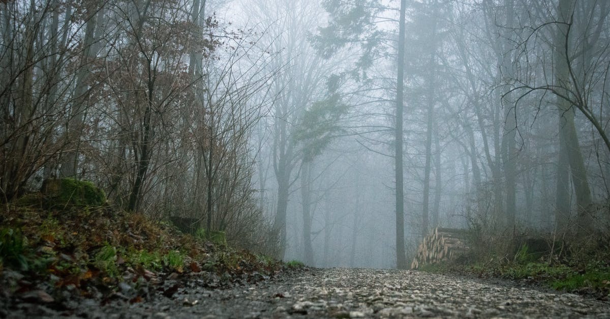 Schengen Visa for Germany refused due to lack of subsistence - Gray Bare Trees on Forest