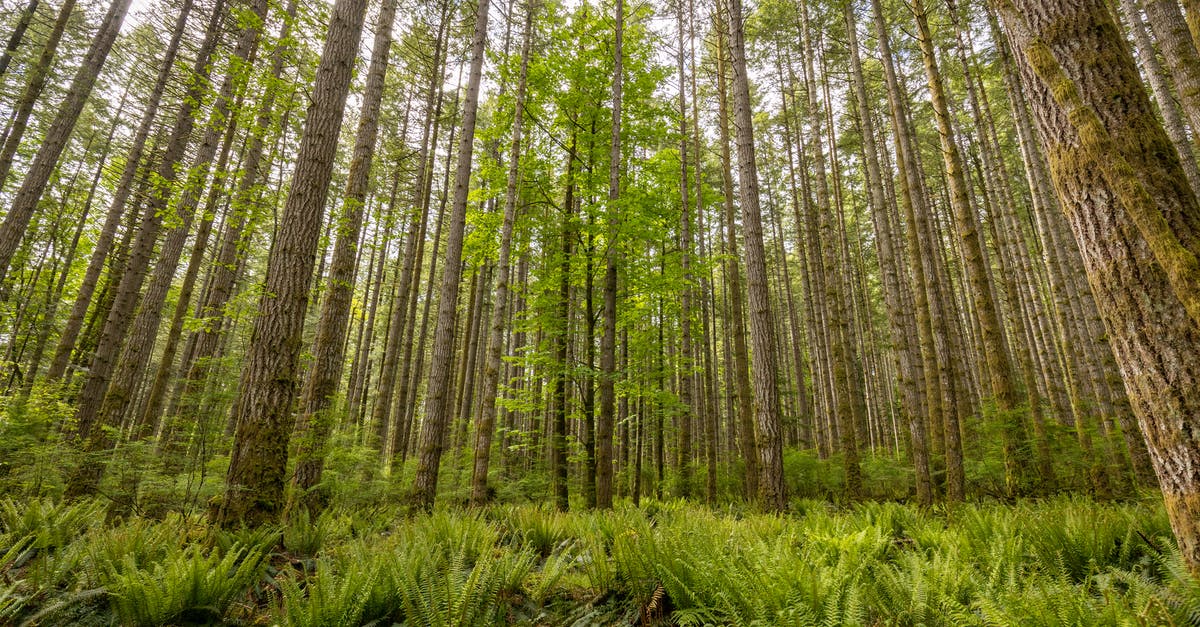 Schengen visa main country for a mix of tourism/family visits - Low angle thick mixed trees growing on grassy ground in abundant woodland on sunny summer weather