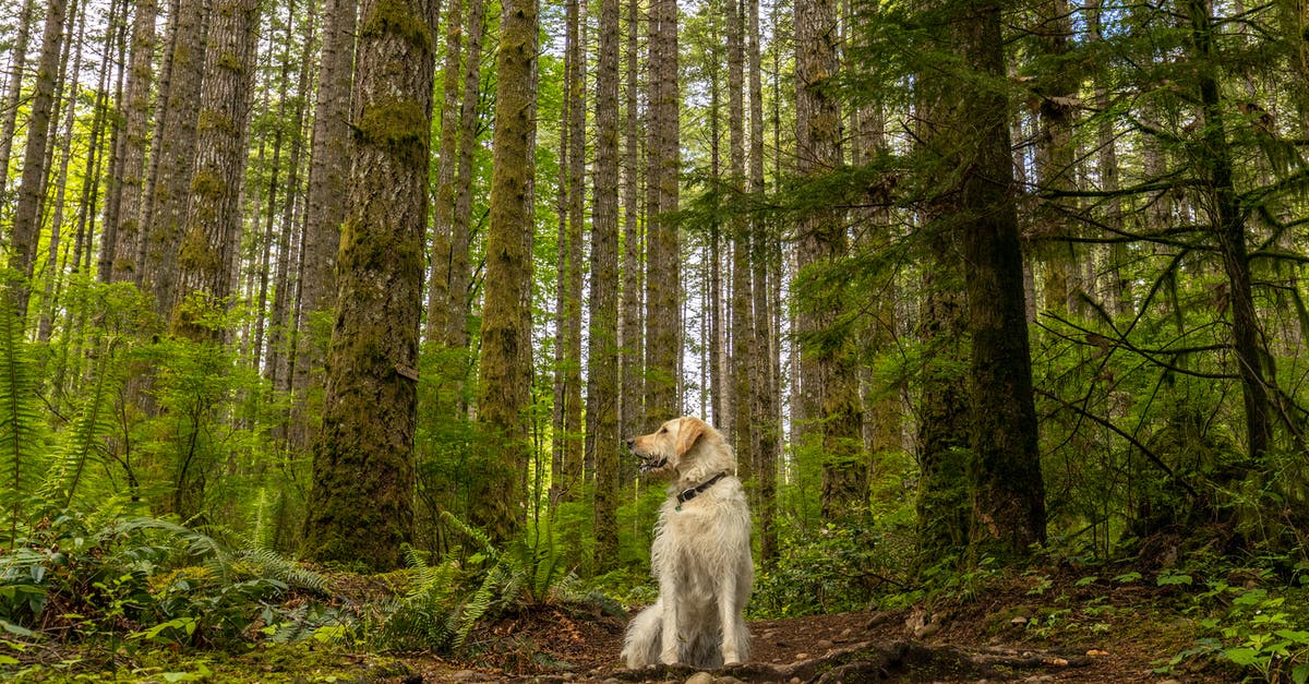 Schengen visa main country for a mix of tourism/family visits - Golden Retriever sitting on ground in green lush forest