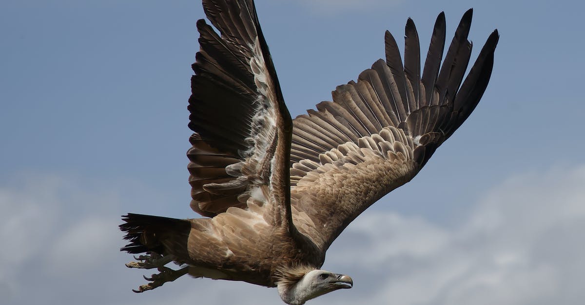 Schengen visa maximum duration of stay exceeded due to flight change - Photo of a Vulture Flying