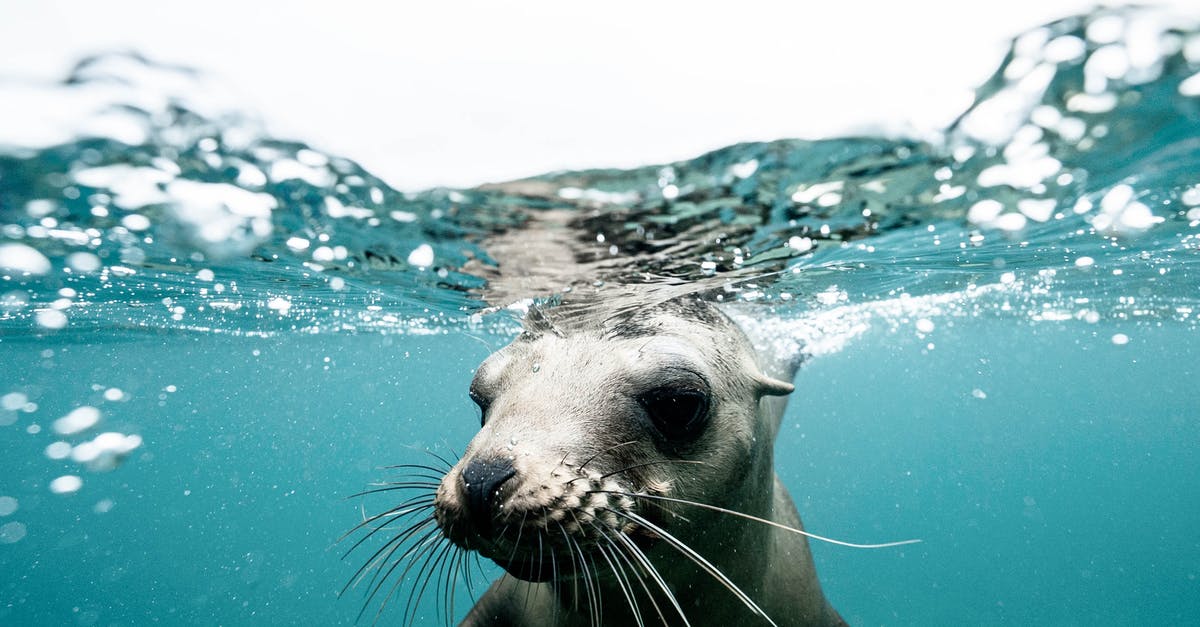 Seal in Passport is slightly smudged - Charming wild seal baby swimming in blue clear rippling sea water during sunny day on surface