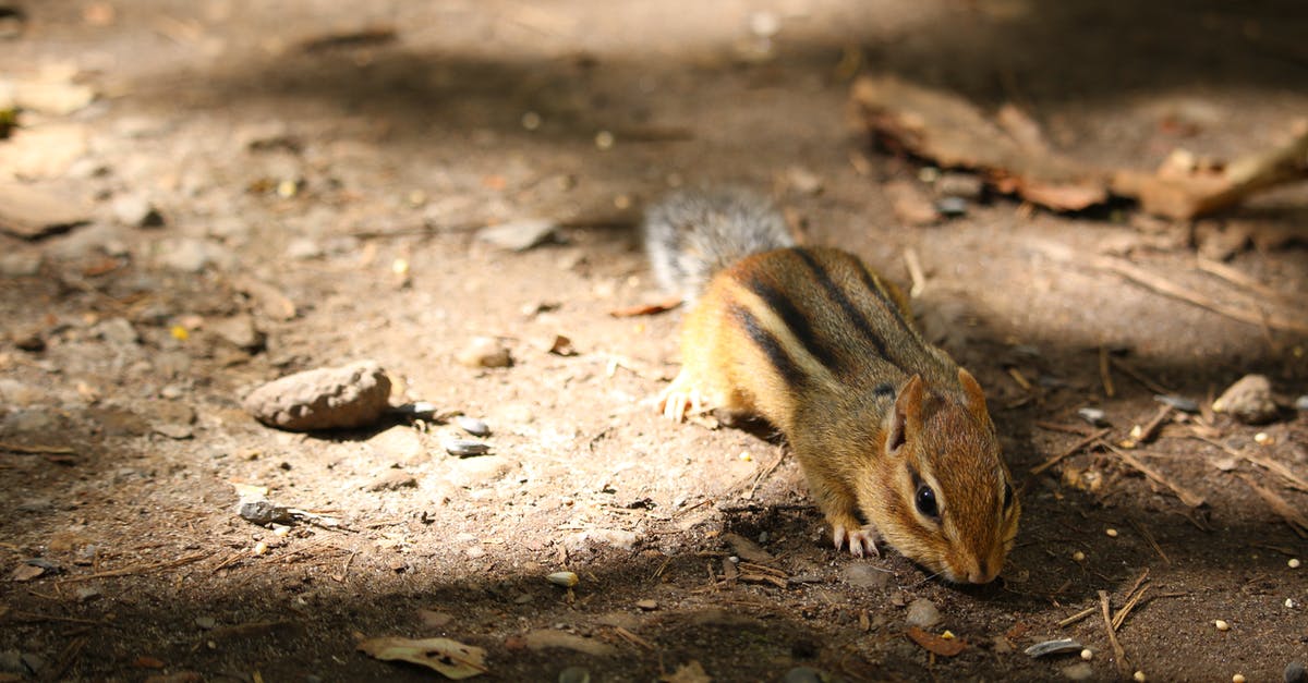 Searching flights - how to exclude certain layover countries? - Brown Squirrel on Brown Soil