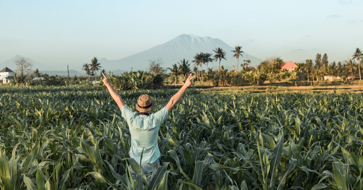 Second 60 days tourist visa Indonesia - Man Standing at Middle of Cornfield