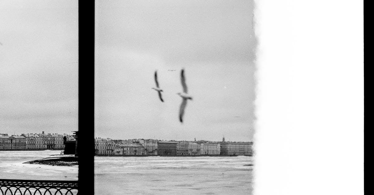 Second most photographed building in the southern hemisphere - why? - Black and White Photograph of Birds over River in City