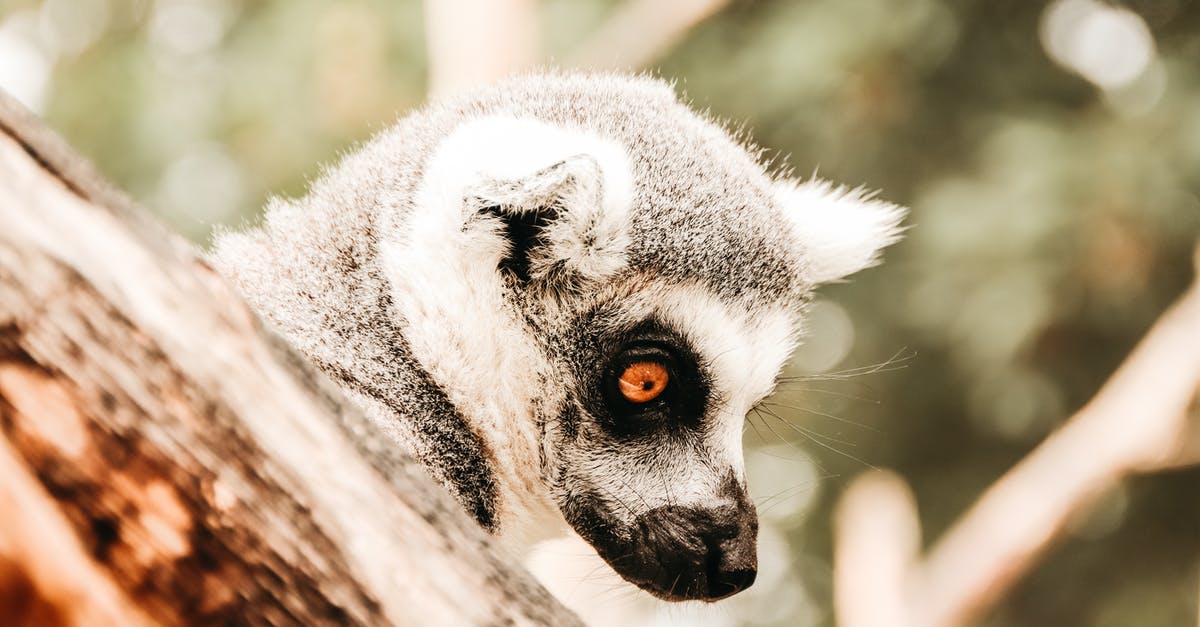 See nature and wildlife in China, avoid crowds - Side view of ring tailed lemur