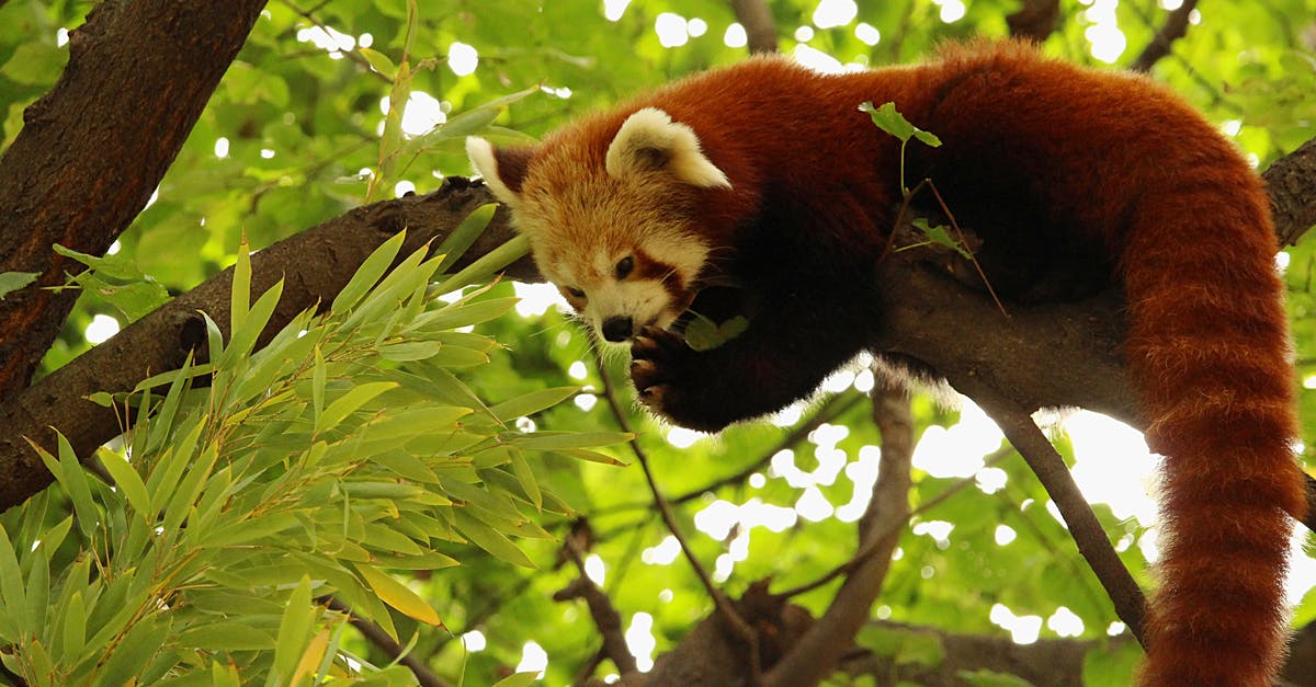 See nature and wildlife in China, avoid crowds - Red panda on branch of green tree