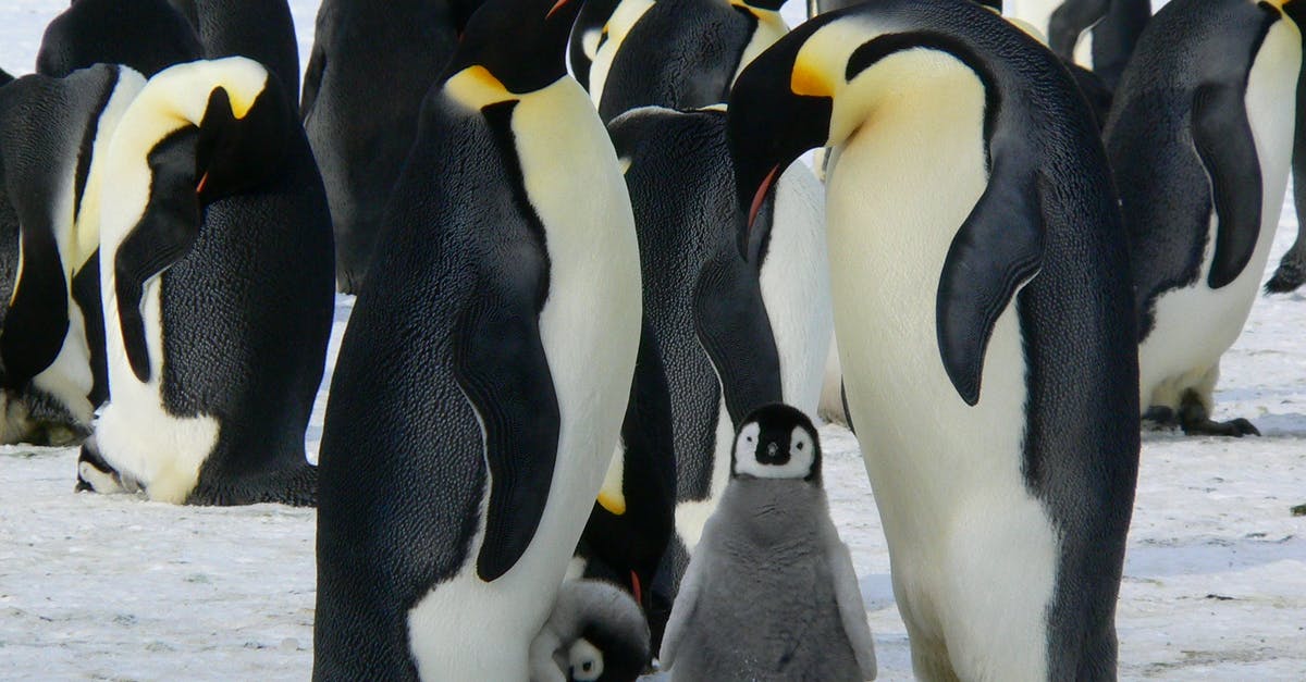 Seeing Penguins "in the wild" in Sydney - Penguins Standing on the Snow during Daytime