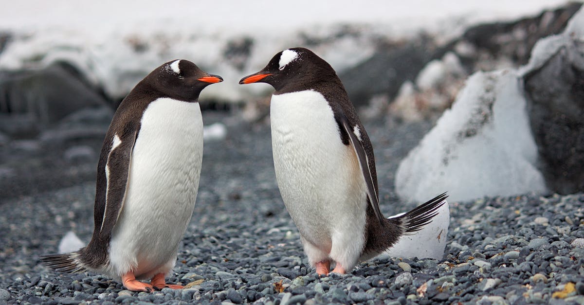 Seeing Penguins "in the wild" in Sydney - Selective Focus Photography of Two Penguins